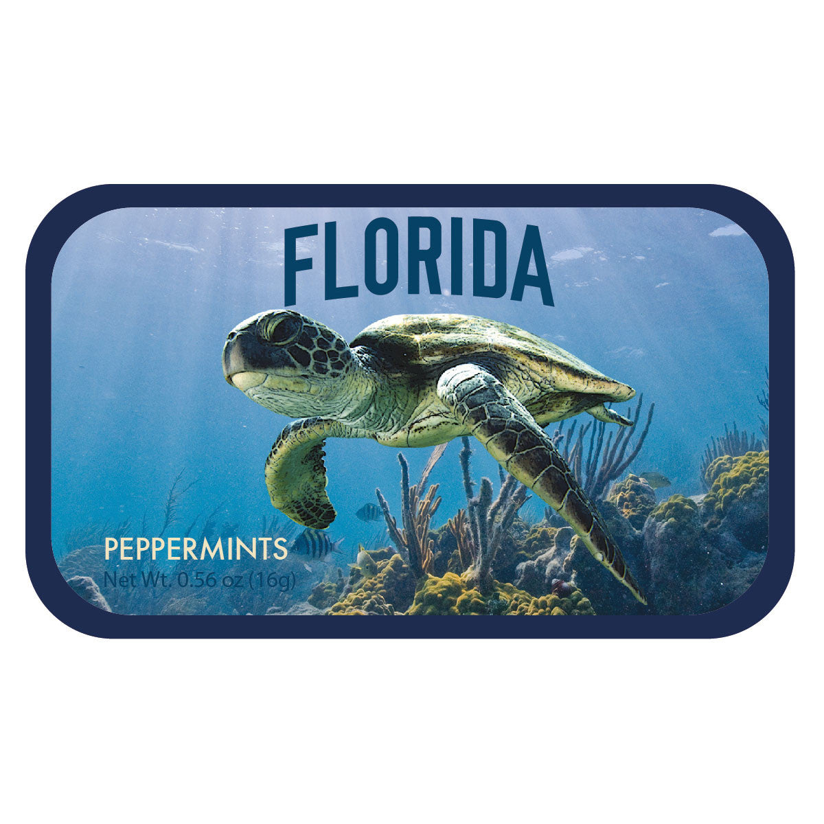 Sea Turtle Florida - 0238S